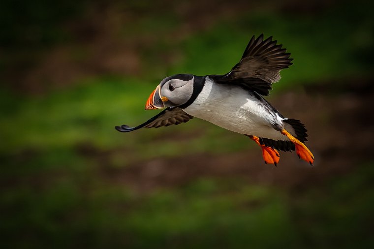 005 Farne eilanden, papegaaiduiker.jpg